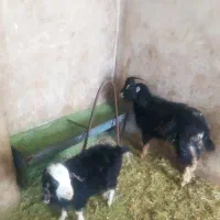 بزغاله نر وماده درج یک به شرط