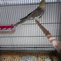 جوجه عروس هلندی