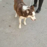 سگ هاسکی ماده