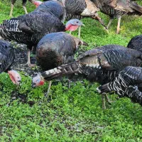 بوقلمون نر و ماده تخمگذار بالغ