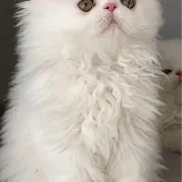 گربه  پرشین  سوپر فلت پسر ۳ ماهه|گربه|تبریز, |دیوار