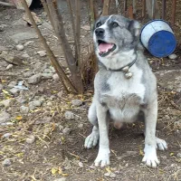 سگ چوپانی افغان ۱ساله|سگ|جلین, |دیوار