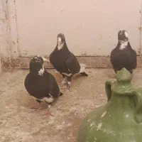 دسته پلنگ همه خاص و عاص|پرنده|کرمان, |دیوار