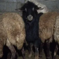 یک عدد بز غاله نر درجه یک|حیوانات مزرعه|تبریز, |دیوار