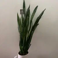 گل طبیعی واپارتمانی