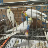 سه تا عروس هلندی|پرنده|آذرشهر, |دیوار