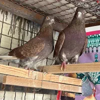 کبوتر پرشی ساعت بالا به شرط