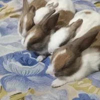 بچه خرگوش دریا وساحل|موش و خرگوش|گنبد کاووس, |دیوار