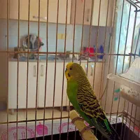 مرغ عشق با قفص|پرنده|خرمشهر, |دیوار