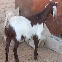 بز پاکستانی جوان یک بار زایده  فی 17ت