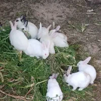 انواع خرگوش لوپ وساده