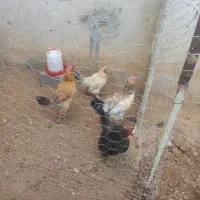چهار عدد مرغ تخم گذار درجه یک