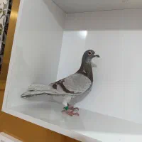 کبوتر ابگن نر