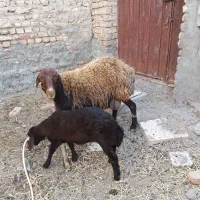 میش و بره