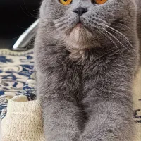 گربه اسکاتیش