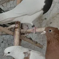 کبوتر طاووسی پلاکی وطوقی وراعبی|پرنده|تهران, امام زاده عبدالله|دیوار