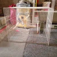 عروس هلندی نر