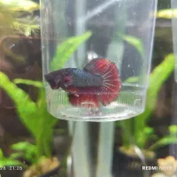 فایتر نر هافمون