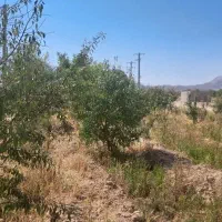 باغ ۸۰۰ متری|فروش زمین و ملک کلنگی|دهاقان, |دیوار