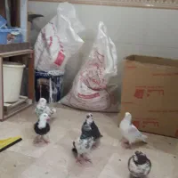 کبوتر غریب|حیوانات|زنجان, |دیوار