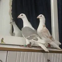 یه جفت کبوتر دوکت پلاکی