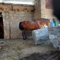 اسب|اسب و تجهیزات اسب‌سواری|شیراز, باجگاه|دیوار