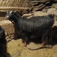 دو عدد بز خانوار سالم