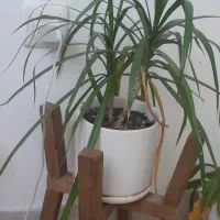 گل به همراه استند