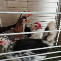 برهما و گلین و اردک مگ مگی|حیوانات مزرعه|بابل, |دیوار