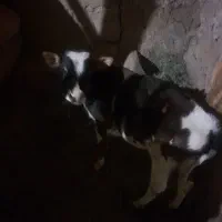 ۱۸۰۰۰۰۰|حیوانات مزرعه|تهران, شهرک فردوس (حسینی)|دیوار