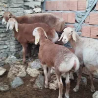 فروش گوسفند دوقلو زاه وهمو هترو فوری