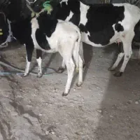 گاو ابستن با گوساله ماده بزرگ|حیوانات مزرعه|شادگان, |دیوار