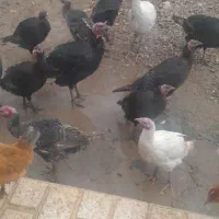 بوقلمون نر ومادع|حیوانات مزرعه|ماهیدشت, |دیوار