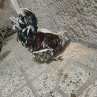 مرغ خروس سلطان|حیوانات مزرعه|شیراز, نصرآباد|دیوار