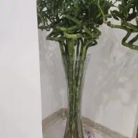 بامبو پیچ بلند، سبز  شاداب استند چوبی بامبو رومیزی