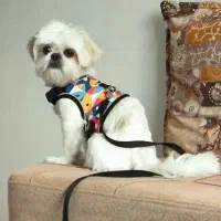 سگ شیتزو سوپر فلت