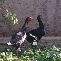 مرغ|حیوانات مزرعه|دماوند, دماوند|دیوار