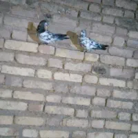 کبوتر کله دوم