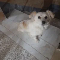 سگ اپارتمانی