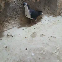کفتر