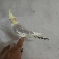 واگذاری ۲ عددجوجه عروس هلندی  ویدونه ماده بالغ