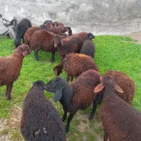 15 راس بره نر و ماده قزل افشار اصلی برای داشتی