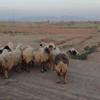 میش|حیوانات مزرعه|لنجان, |دیوار