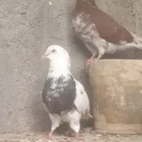 معاوضه کبوتر با جوجه مرغ