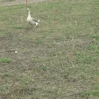 فروش خروس و غاز|حیوانات مزرعه|لیسار, |دیوار