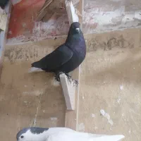 ماده زاغ دمسفید|پرنده|کرمان, |دیوار