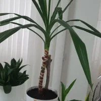 گل سانسوریا|گل و گیاه طبیعی|الوند, |دیوار