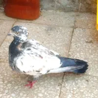 کبوتر رنگی|پرنده|بندر امام خمینی, |دیوار