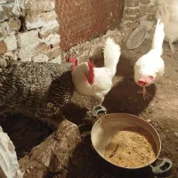 خروس نژاد پیلیموت راک محلی|حیوانات مزرعه|هشتگرد, خور|دیوار