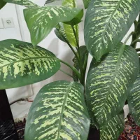 گل دیفن باخیا|گل و گیاه طبیعی|قیدار, |دیوار